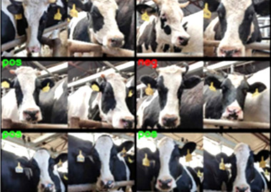 Picture for Identification of Dairy Cows